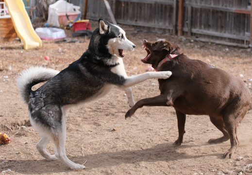 Slightly More Wild Family
